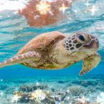Turtles Deserve More! picture