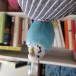 WoohooBIRD picture
