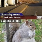 The Squirrel Clan picture