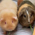 Animal lovers group picture