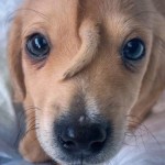 Adorable deformed animals picture
