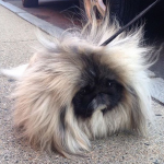 Floof Nation picture