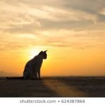 Sunsets and Kitties picture