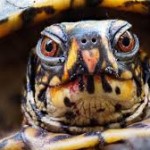 Turtles Rule The Earth picture