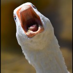 we teach dumb ducks picture