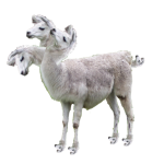 NachoLlama's Group (Have fun and be creative) picture