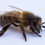 THE ANGRY BEE ARMY!! picture