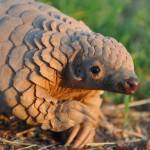 SAVE. THE. PANGOLINS!!! picture