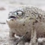 Froggy Cult picture