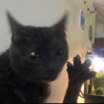 Dabloon world picture