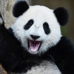 Cute Pandas picture