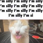 silli cat army picture