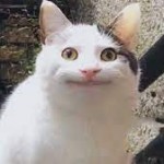 The Beluga Cats picture