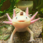 The Food Axolotls picture