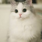 The Group of cats picture