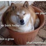 Doggo Hub creators picture
