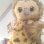 owly fans picture