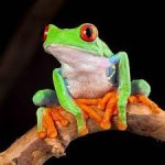The Frog Empire picture