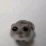 Sad hamster Cult picture