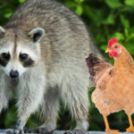 The chickie and raccoons picture