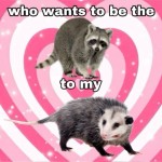 Opossum Party picture