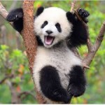 PANDAS UNITED picture