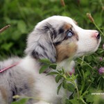 Australian Shepard Lovers picture