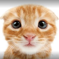kimchiee's Photos/Digital Art - Pixilart