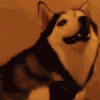 tommie-boye