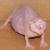 RianaTheSloth