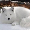 foxisfluffy74