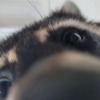 moonwolfy