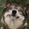 chubbydawulf