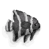 Marshmallow16