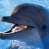 KillerDolphin