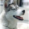 huskies4lifeyy