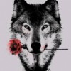 Summerthewolf