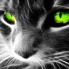 animal123