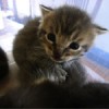 lil-post