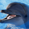 Thesmexydolphin