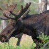 secondmoose