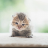 kittenplayz22