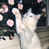 Meowymeow10