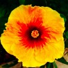 hanamaui