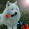 ilovewolfie