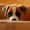Boxers-are-cool
