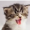 Catlover145