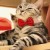 PashaCat
