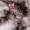 imjusakitty