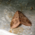 Nightmoth